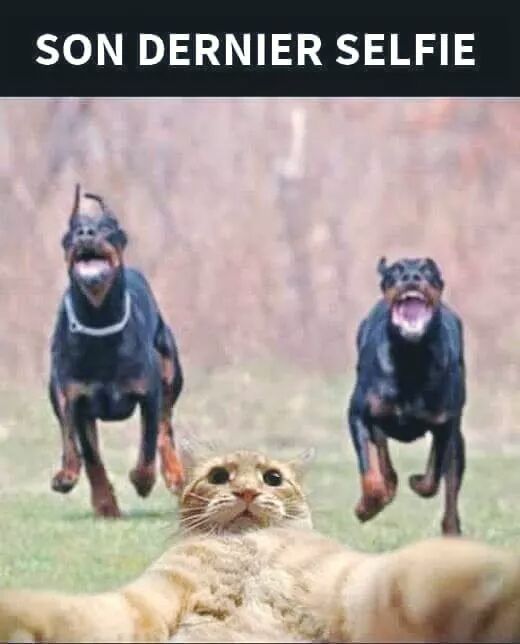 Téléchargement gratuit Images Piquredebonnehumeur On Twitter Lol Chats Chat le plus cool par