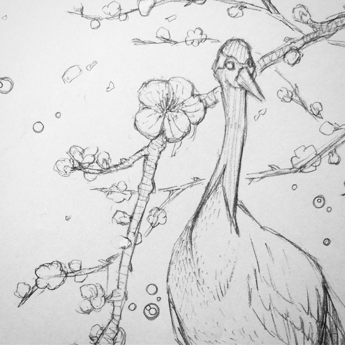 クロセシンゴ على تويتر 梅と丹頂の下絵 絵 イラスト 鉛筆 モノクロ 白黒 梅 花 丹頂 鶴 鳥 Illustration Art Artwork Drawing Blackandwhite Japaneseapricot Flower Crane Bird T Co 9q6ra7abiq
