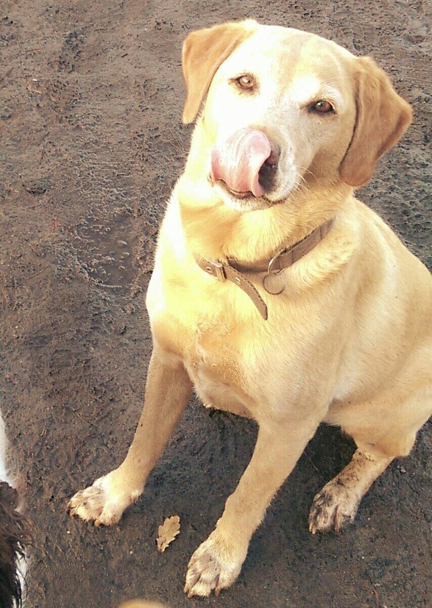 StomachOnPaws's tweet photo. #TongueOutTuesday https://t.co/zZZBBPZYVL