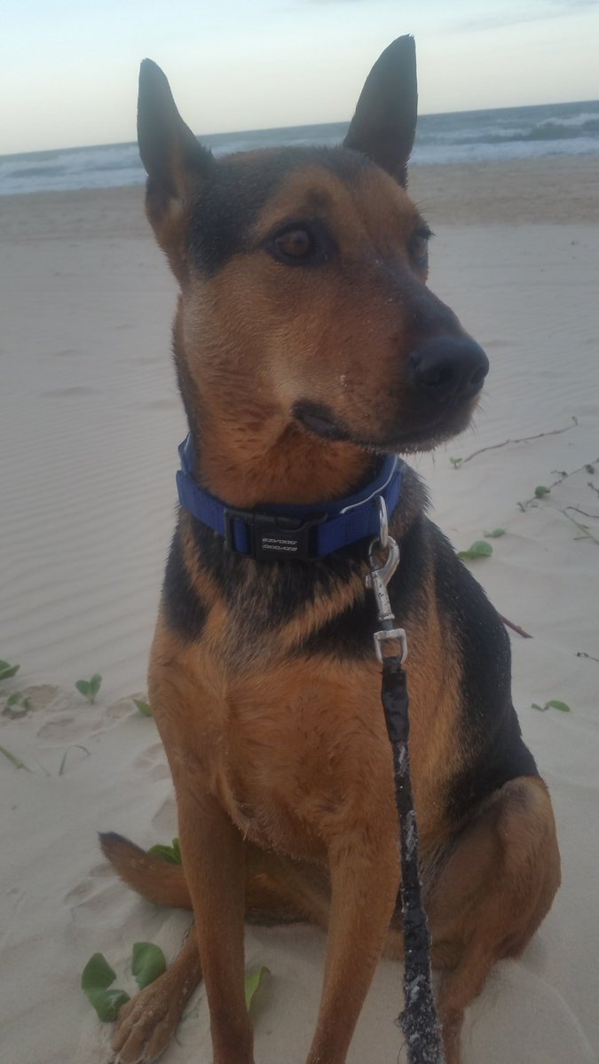 ParisEYoung's tweet image. Should my dog take up #animalmodelling?