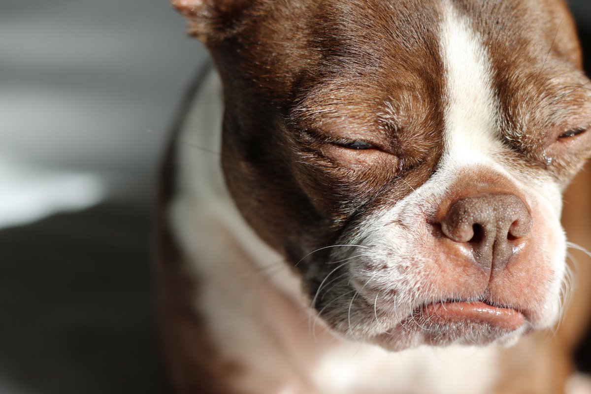 Her face judging people who don't know about <a href="/NaturalBalance/">Natural Balance</a> #BlogPawsChat <a href="/BlogPaws/">blogpaws</a> #judgingsquishface
