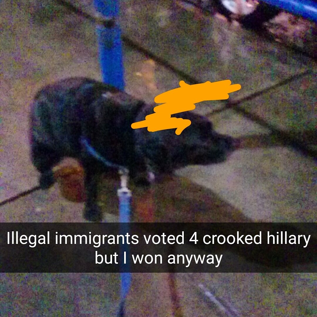 RealDogTrumps's tweet photo. Illegal immigrants voted for crooked hillary but I won anyway #alternativefacts #dogspooping #dogtrumps @POTUS #orisitPOOTUS??? https://t.co/dwbGV1nxHP