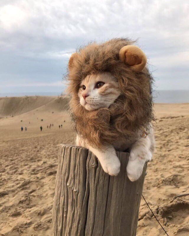 StumblerTop's tweet photo. STOP WHAT YOU'RE DOING AND LOOK AT THIS https://t.co/6eJJ06d4Hz