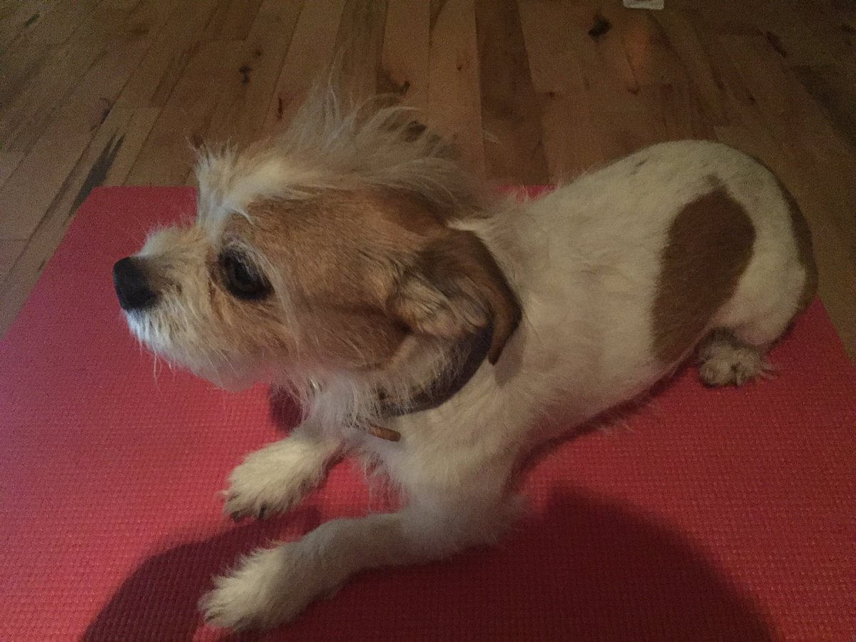 LensTinyToes's tweet photo. I don't like to let my mama do yogs without me. https://t.co/k2sdeA0gq9