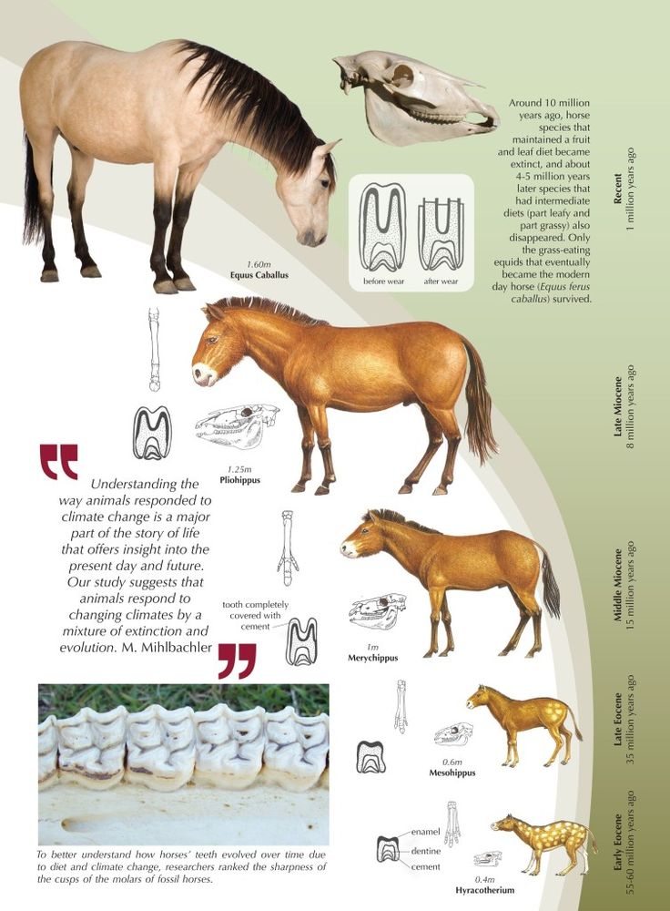 TrappedEnergy's tweet image. #constructallaw #evolution #horses