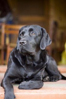 Bailey_bSe's tweet photo. My financial goal is to own a lovely southern home with a black lab and a big closet! #MakeFinanceFunAgain @pirateDECA https://t.co/xyaDYIpvKr