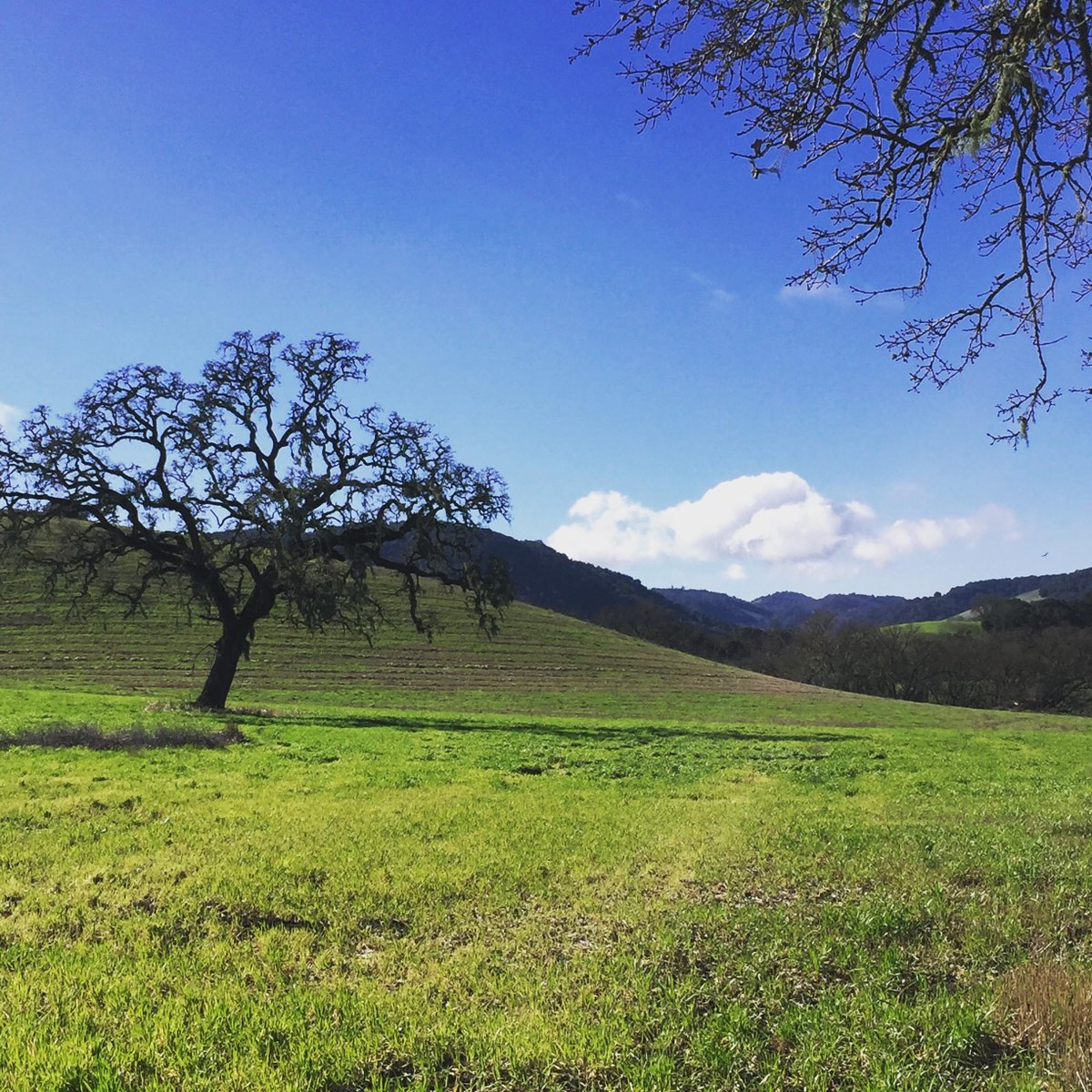 Just another day here in CAB Country #PasoRoblesCABCollective #PasoWine