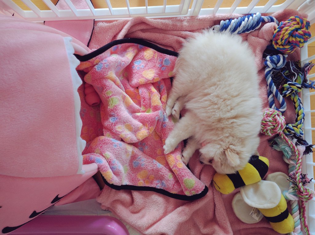 LilyPichu's tweet photo. she loves sleeping https://t.co/aiJtWk97LT