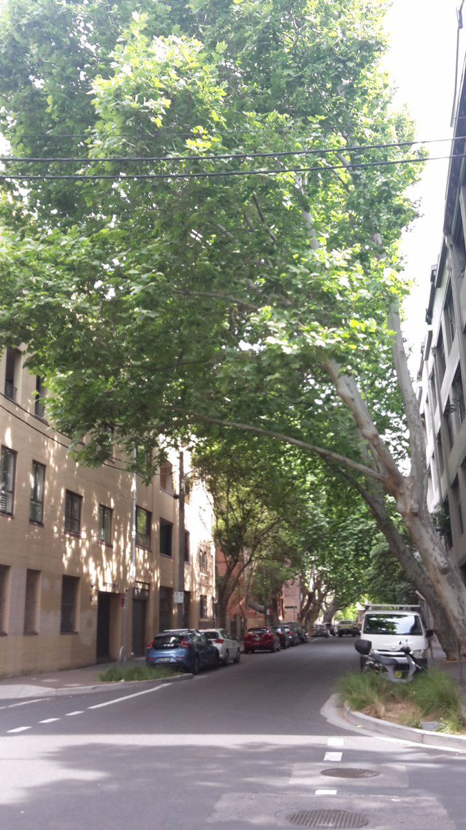 StreetCoolers's tweet photo. @savingourtrees Felt the same in Buckland St, Chippendale https://t.co/kho4AUD4OX