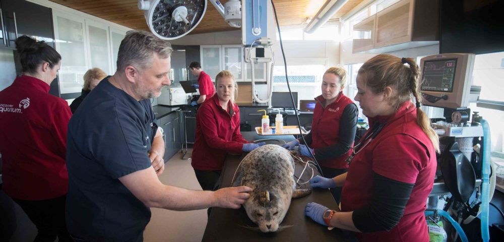 Vancouver Aquarium Kicks Things Up A Notch With Addition Of New Hospital: ow.ly/7rhZ308jFAI via <a href="/1AwesomeOcean/">Awesome Ocean</a>