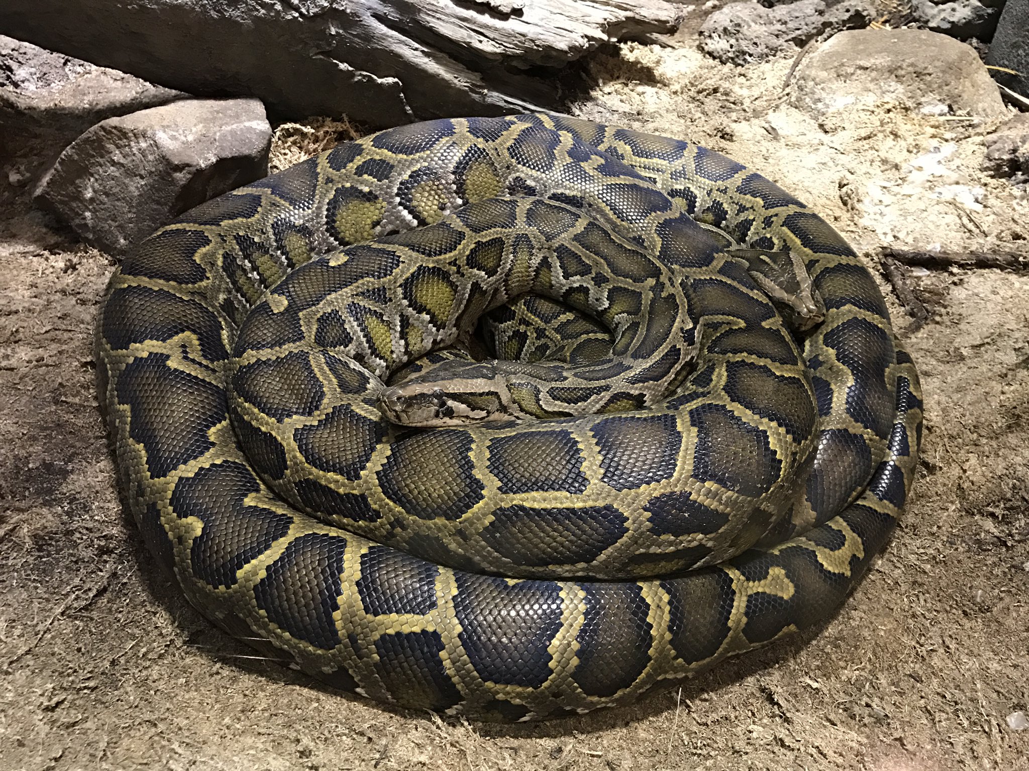 天王寺動物園好きな人 １つの綺麗なとぐろに見えますが １匹が座布団みたいな感じになってます 一応これでも仲良し夫婦なんですよ インドニシキヘビ 天王寺動物園 T Co Xu0mrjqg Twitter