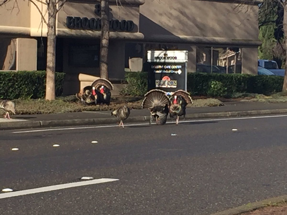 Wild Turkey... on the rocks.