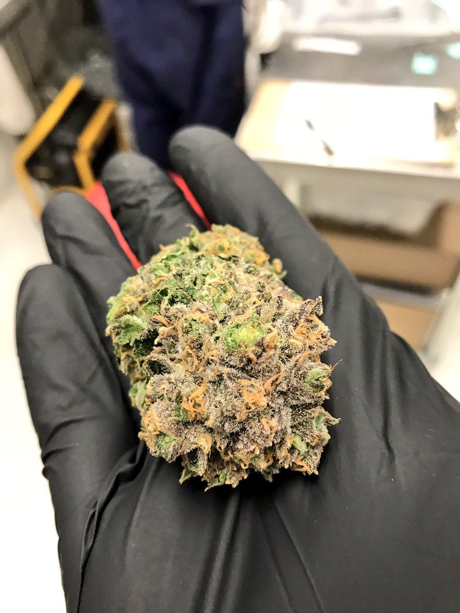 LeefErik's tweet photo. Our latest 9lb hammer nugs are a handful of happiness!! #leefoil #9lbhammer #bignugs #i502producerprocessor #indoorperpetualgrow https://t.co/NmkXGp37LP