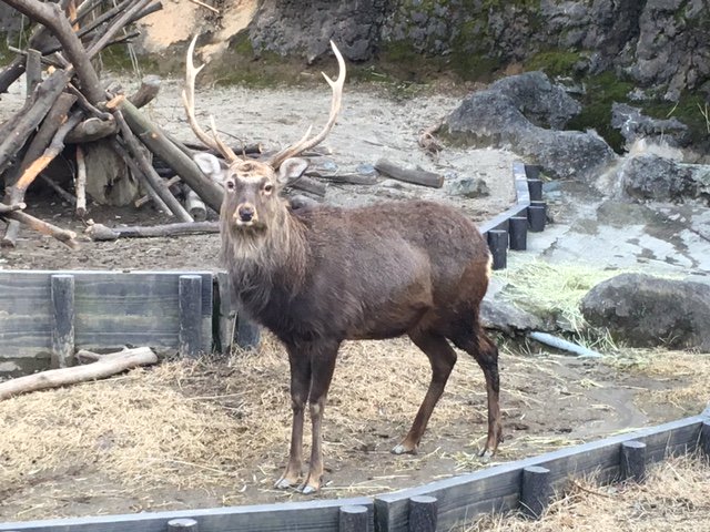 エゾシカに出会って声が出るようになった話