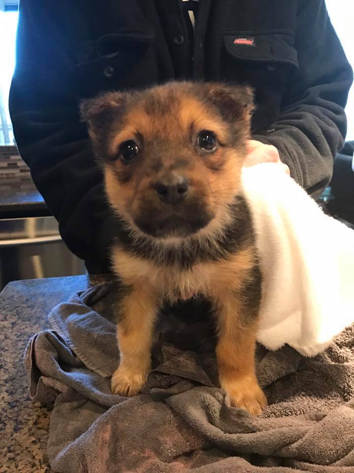 LinzzBlack's tweet photo. Can't wait 2 speak w/ @CJAY92 in the morning re benefits of animals &amp; mental health #aarcs #BellLetsTalk #puppylove #kittylove #bringingpups https://t.co/vagYers59r