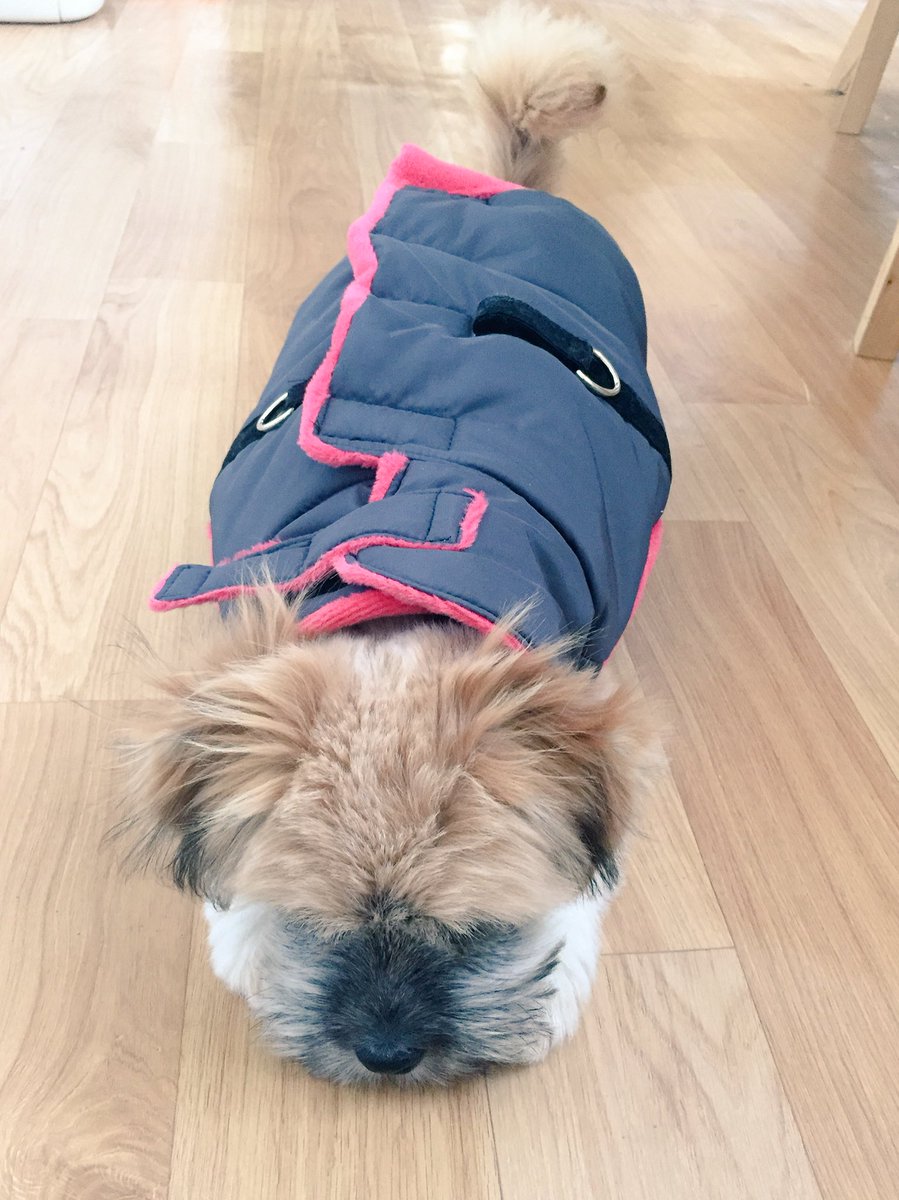 cat_munji's tweet photo. 웬디 옷 입음 --> 먼지 너무 낯설어함.꼬리부품,경직 --> 웬디 납작 엎드림..위협적이지 않다는 것을 보여주는 것일까? 순대같고 귀엽다.. #웬디임보일기 https://t.co/hXkYtbbyi2