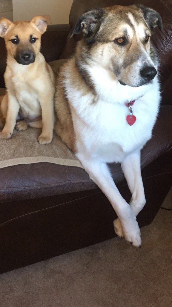 melisba10's tweet photo. My cuties!! https://t.co/hpHfmC2q5i