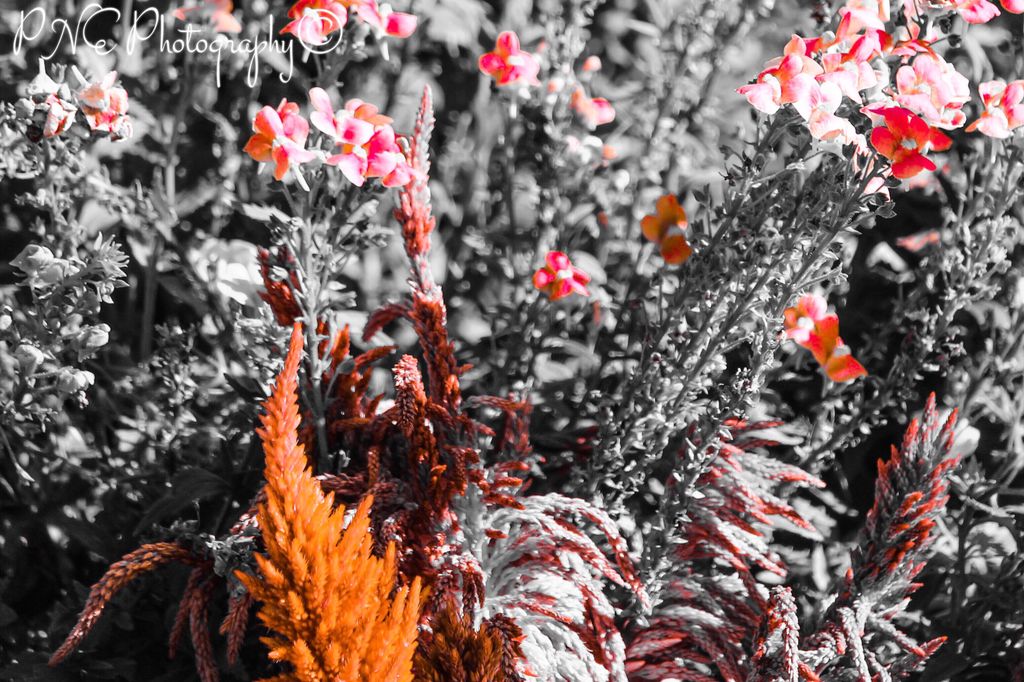 pnephotography's tweet photo. Neighbourhood Flowers #photos #photography #photoblog #photoart #ThePhotoHour #PNEPhotography #flowers #flowerphotography #colourfilter https://t.co/HPMoTXnLwK