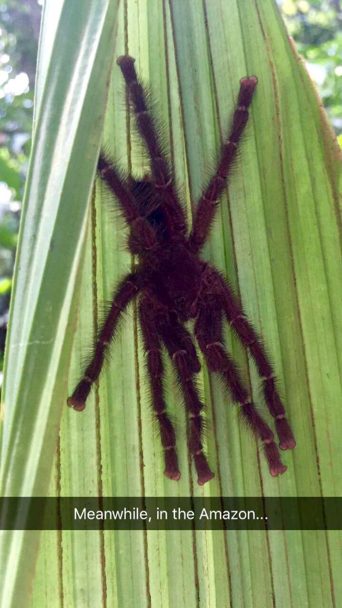 Fink_about_it's tweet image. ... When you get complaints that your Snapchat story has too many tarantulas in it #FieldWorkWin