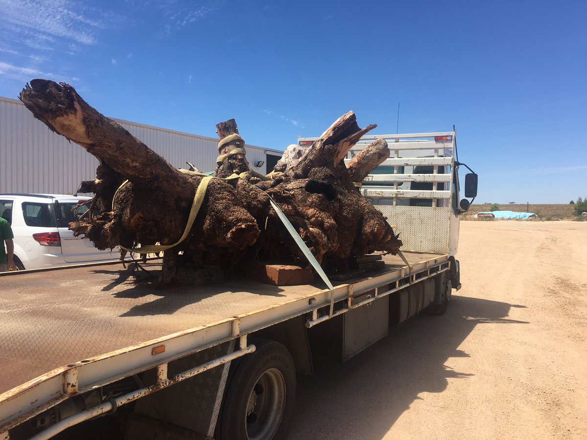 andrewmcmahen's tweet photo. Interesting delivery today #Bigroot https://t.co/PSte3j8W55