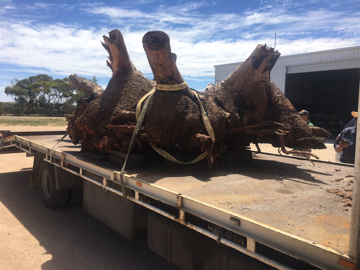 andrewmcmahen's tweet photo. Interesting delivery today #Bigroot https://t.co/PSte3j8W55
