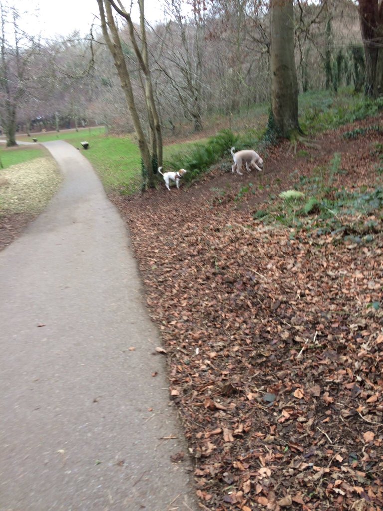 DLRDog's tweet photo. Dog walk Killiney Hill,unique park south county Dublin-only park south of Liffey where dogs are legally exercised off lead.#leadingbyexample https://t.co/4DDm2ZQ7Zs