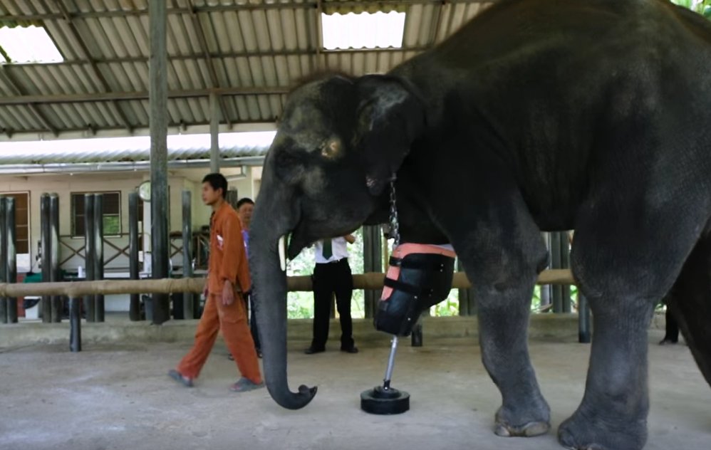 Un paso a la vez: La primera prótesis para un elefante.
youtube.com/watch?v=Yyp4al…