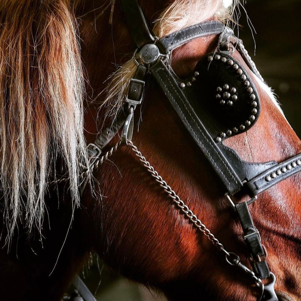 gigiembrechts's tweet photo. A close up of strength and beauty. #equinephotography #pocket_horses #drafthorse #country_… https://t.co/OmcyLMFi29 https://t.co/g1IUIcdezP