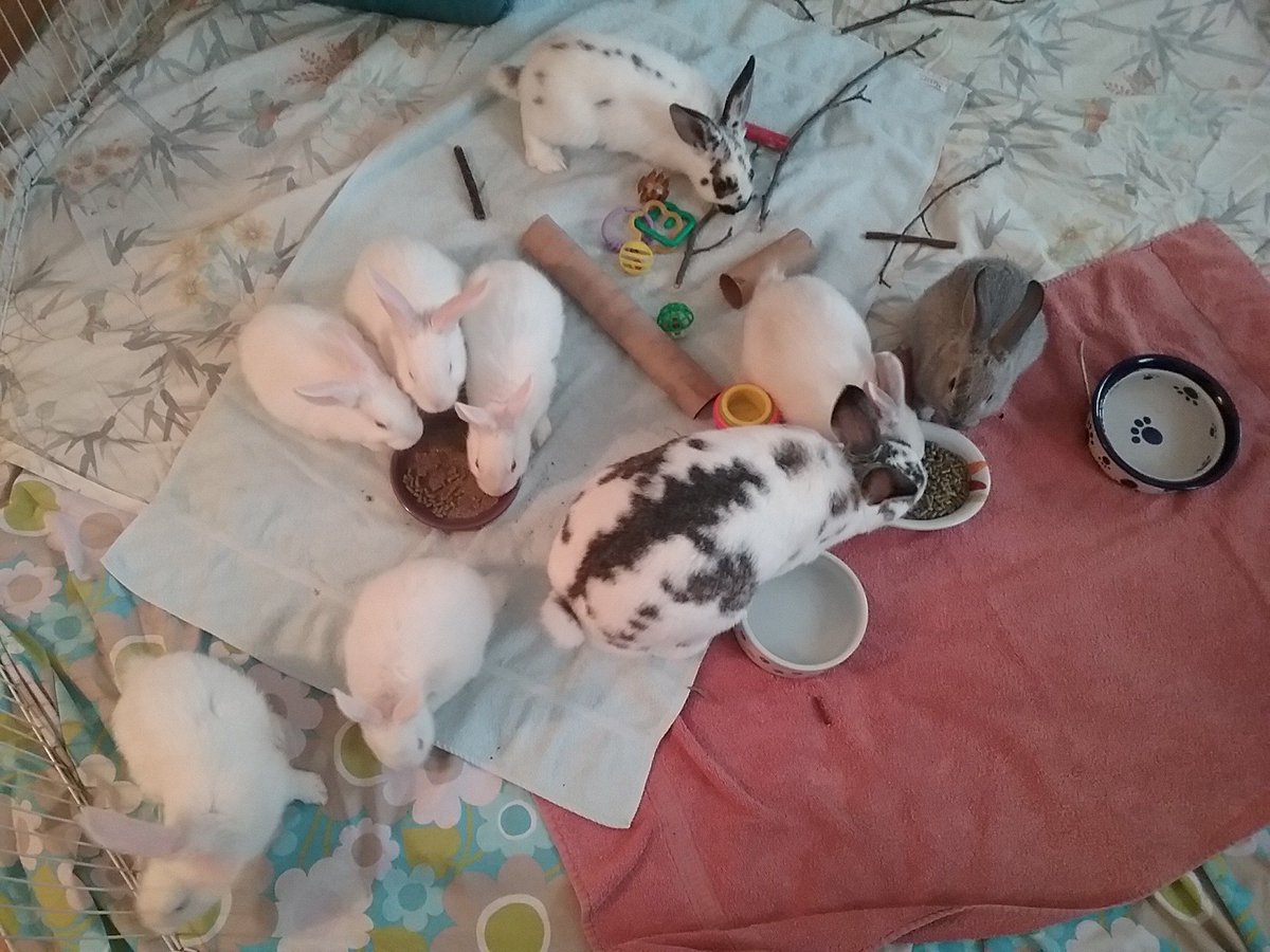 Spread the word: family of rabbits moving from foster home back 2 shelter. Permanent homes needed! Hop on down... <a href="/ARLNH/">ARLNH</a>  #great companions