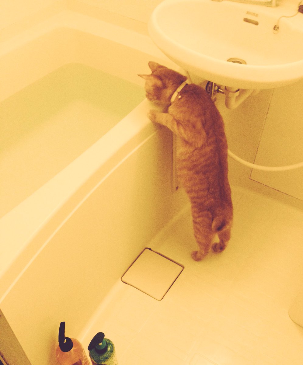 Twitter पर てく Rt まってるのかわいい うちネッコはなんか知らんが入浴前も入浴中も浴室にずーっといる 浴槽 私がいる のお湯ガブガブのんで満足したらいなくなる