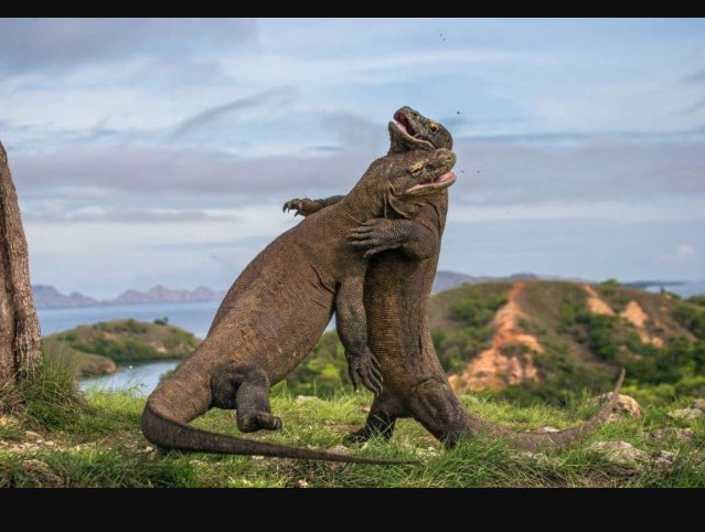 LivinForAnimals's tweet photo. The biggest reptile on earth, the Komodo dragon https://t.co/hxgIHvHFmC
