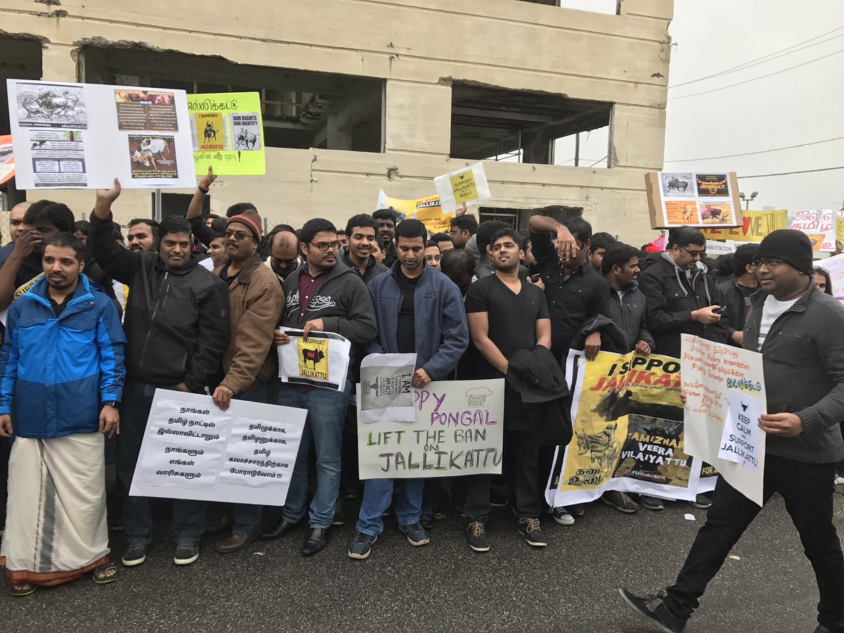 KBalasbm's tweet photo. Our #jallikattu agitation @peta hq https://t.co/mHteWsiKZ3