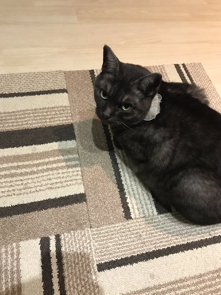 君と羊と猫 林檎 Twitter પર 私の中で呼び方がありまして シャム猫みたいな彼女 さくらちゃん 瞳が綺麗な彼女 みみちゃん 毛並みが良い彼 しんくん これが さくらちゃん 姉さん みみちゃん お母さん しんくん おじいちゃん になります かごにゃん