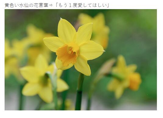 やつがれ君が持ってる黄色水仙 花言葉が合いすぎてやばい T ライチのイラスト やつがれ君が持ってる黄色水仙 花言葉が合いすぎてやばい T ライチのイラスト