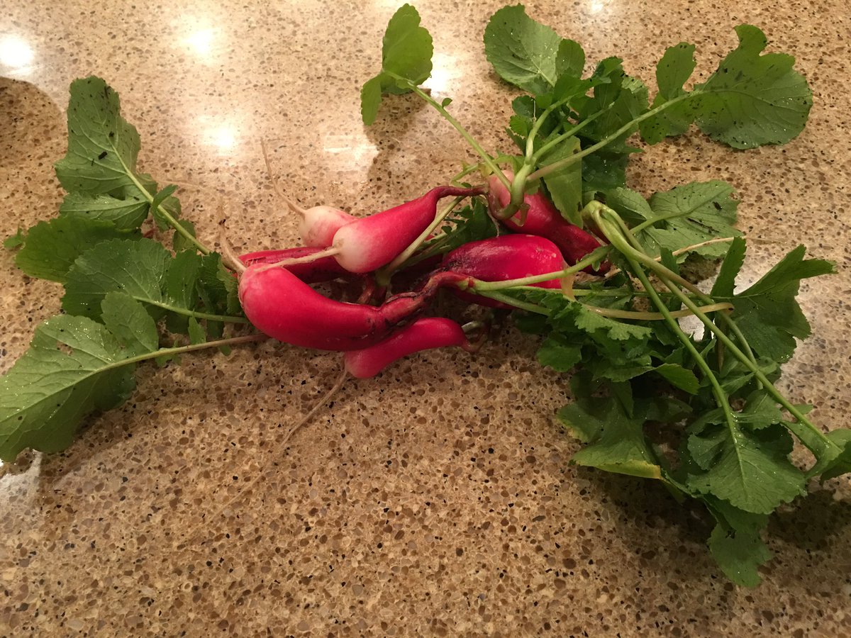 chefholdencooks's tweet photo. It's raining in California. That's rad-ish.
#radish from my home garden. #Manvschild https://t.co/u0XNHAY7cR