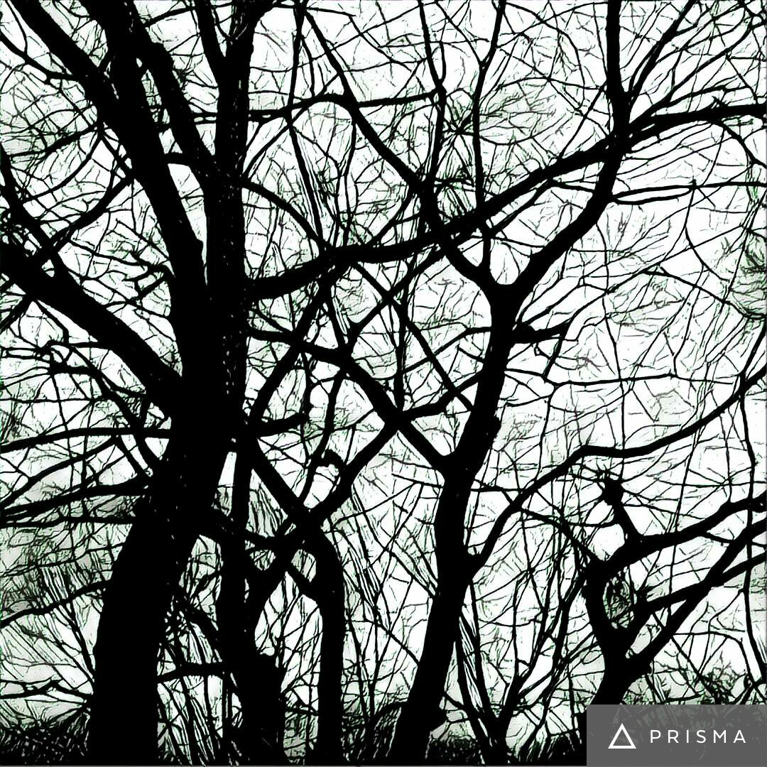 LensOfNYC's tweet image. Beautiful picture with #Heisenberg filter to the trees of Central Park. Thanks @PrismaAI  #NewYorkCity #NYCLens