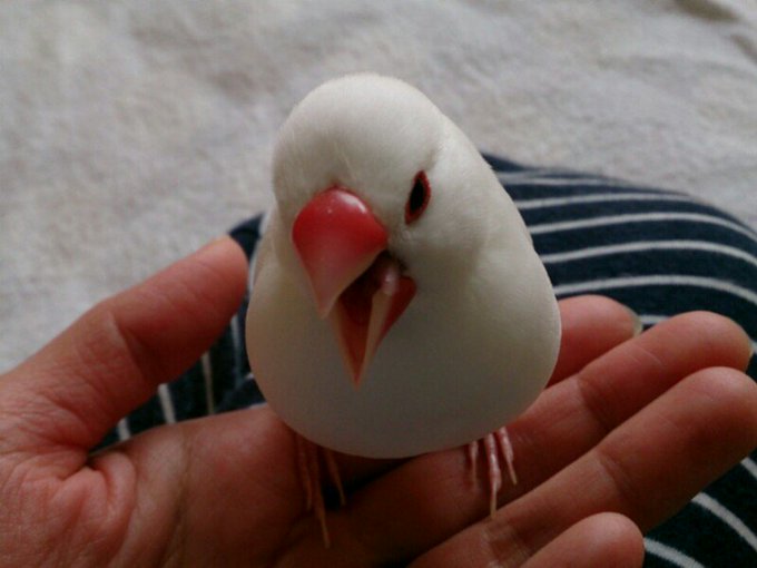 ハク 白文鳥 Bun Haku M 17年01月 Twilog