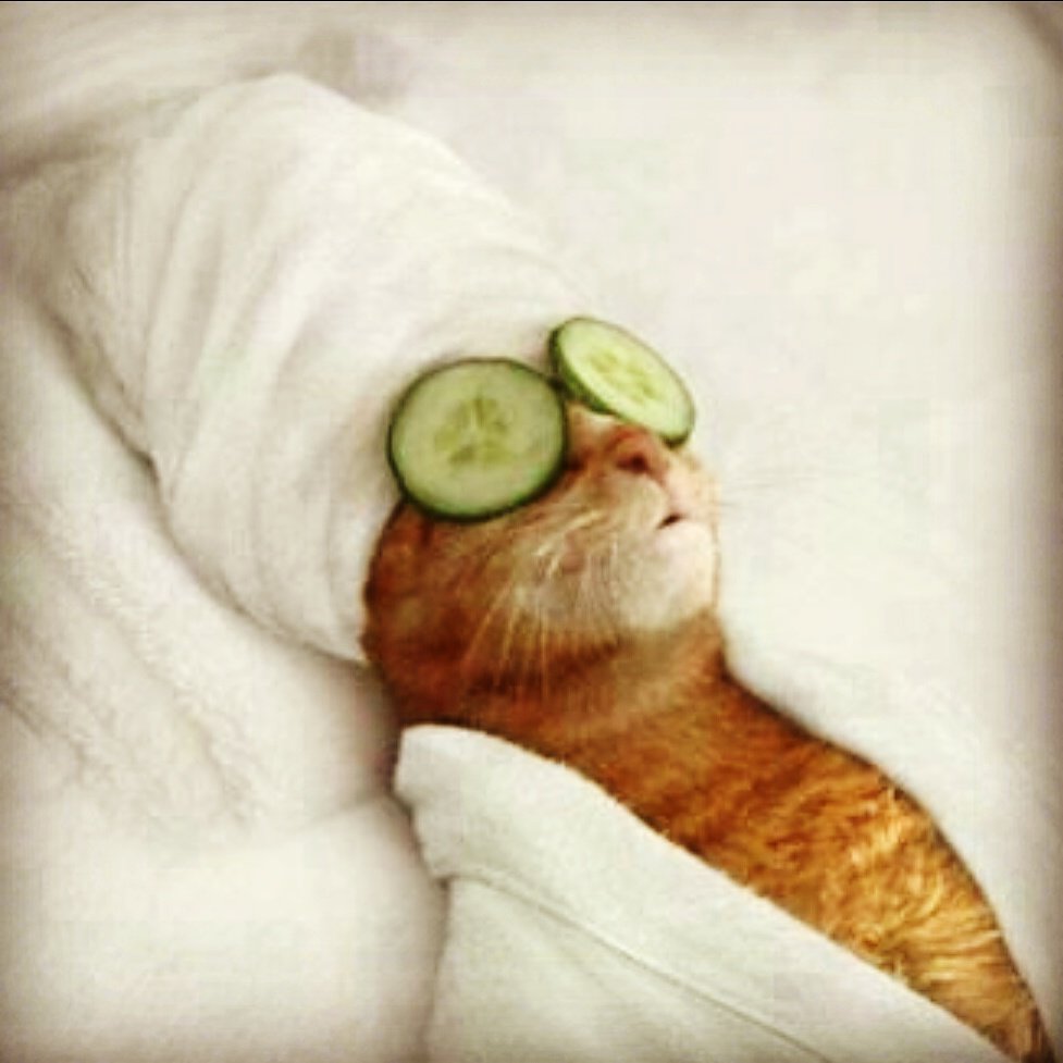Сама расслабься. Расслабленный кот. Кот в полотенце. Кошка с полотенцем на голове. Кот в халате.