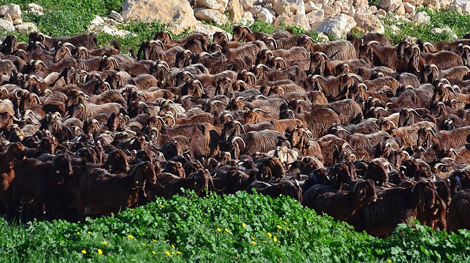 krdeveloptrust's tweet image. JOIN US FOR GROWING FARMING SECTOR OF INDIA. TARGET FOR INDIA FAST,HELP AND GUIDE UNKNOWN FARMER IN INDIA,JAI HIND.