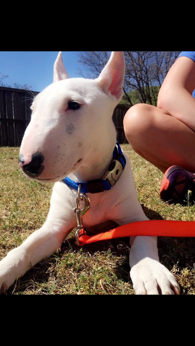 KyleighCK's tweet photo. if anyone in Burk has seen this dog it belongs to my brother and his fiancé. Contact me if u have seen him. He is kind, his name is timber❤ https://t.co/eHPbQJ58GT