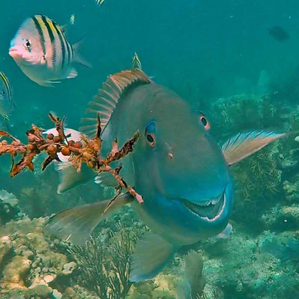 Interior's tweet photo. Our most popular pic last week: A smiling fish 🐠 at Florida Keys #WildlifeRefuge Complex https://t.co/PvdUSTEXPc