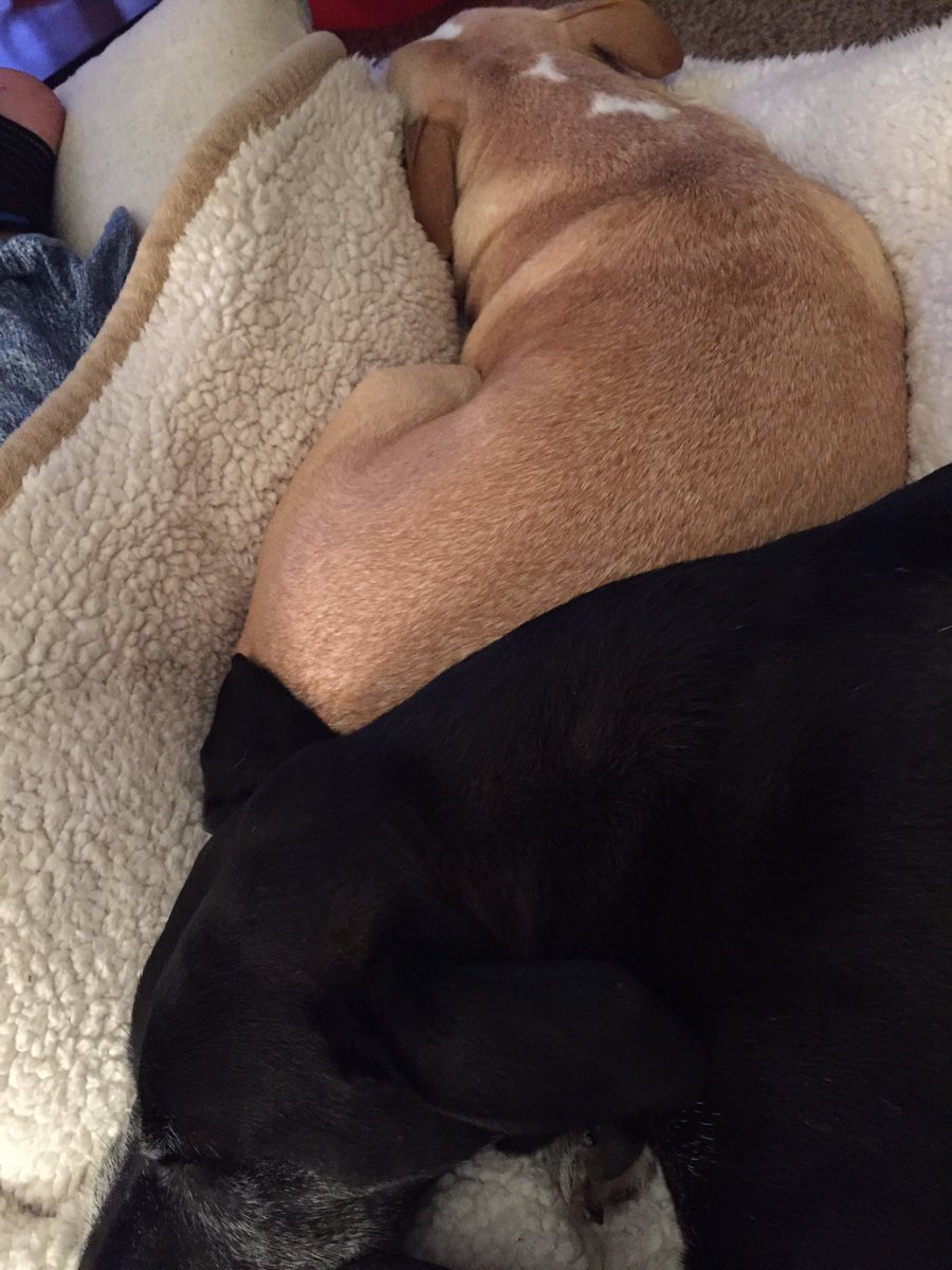 LaurenMatter's tweet photo. Indie is here waiting for baby, too ...just hiding under her brother. #HowIsThatComfy? https://t.co/0JY4qFo3gG