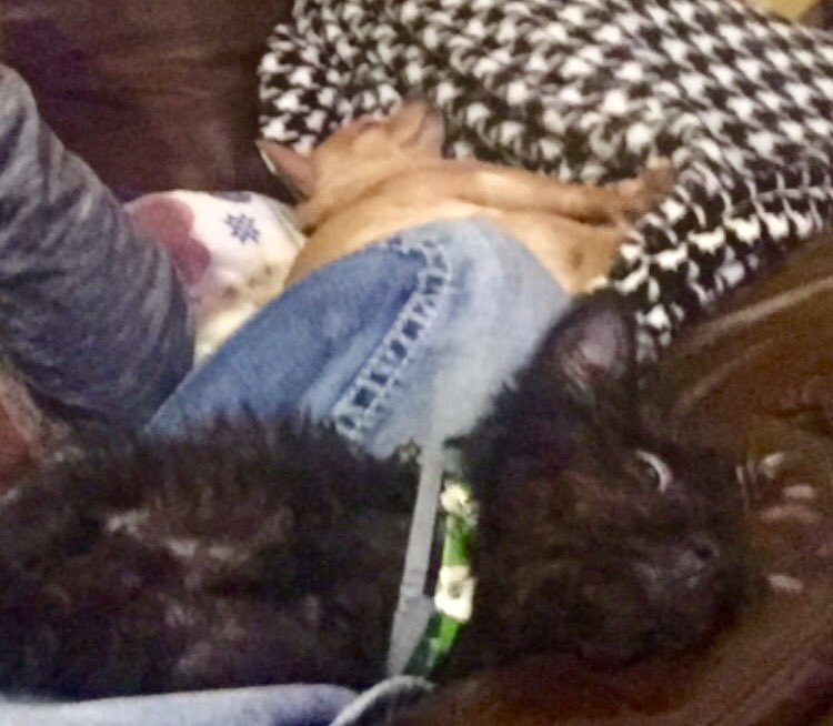 96Keyana's tweet image. This steelers family has died a little bit in the 3rd 1/4 #PoorJoy #readyforamiracle4thquarter