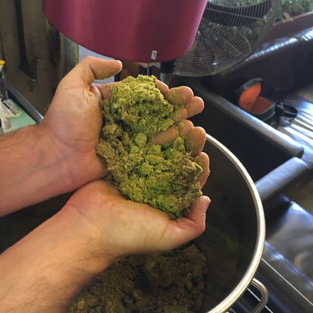 HopHeavyweight's tweet photo. The legendary HOP HASH!! Being used @goatbeer with thanks to @CrosbyHops #hophash #hops https://t.co/Z1nRste3Qs