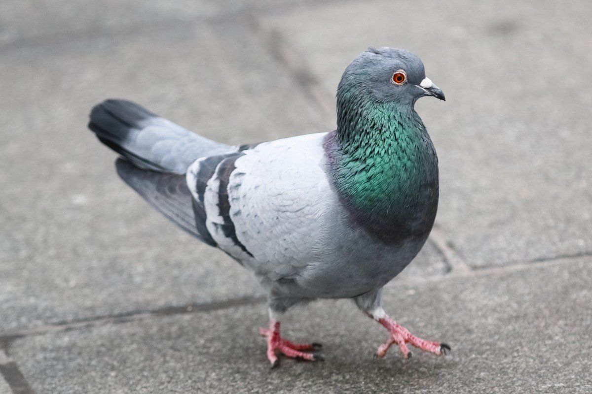 "I heard some human say I was not a fancy pigeon. Yeah? Check out these moves."