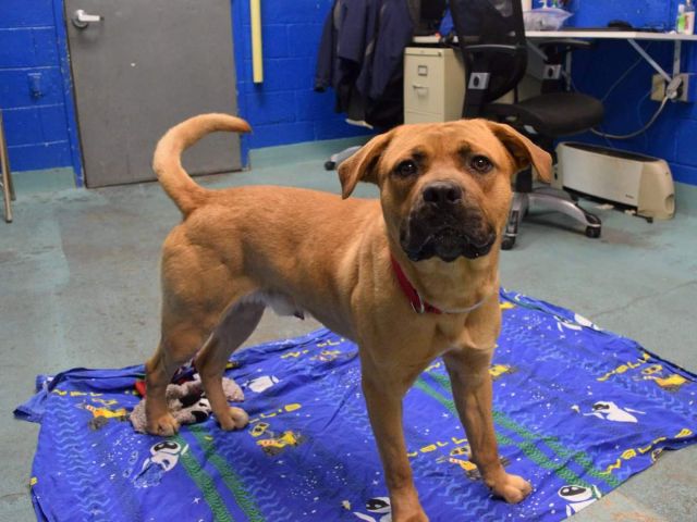 gaviota4pets's tweet photo. BAILEY–A1101661 https://t.co/HLdeXhF5gR
KILL LIST
VERY FRIENDLY
WELL BEHAVED
HELPDOGS@URGENTPODR.ORG https://t.co/eLwNi1vGZ6