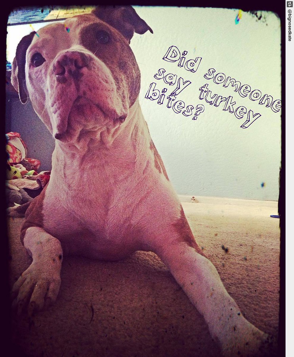 IngloriousDogs's tweet photo. This a repost but so cute:) #turkeybites #doggytreats #puppylove #ingloriousdogs https://t.co/DZHK21qvsm
