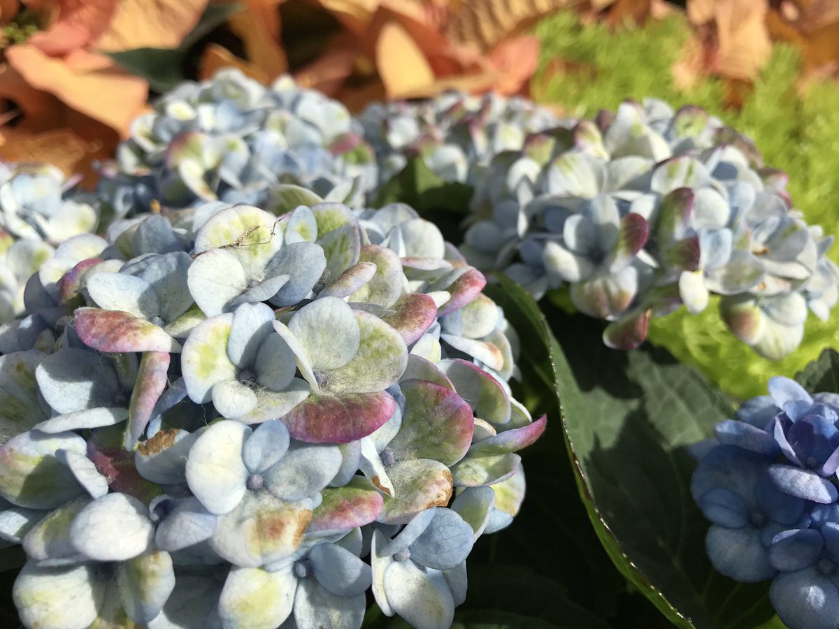 PhotonicsS's tweet photo. Blossom under the sun #GardenbytheBay #FlowerDome https://t.co/4W6eIyVD6y
