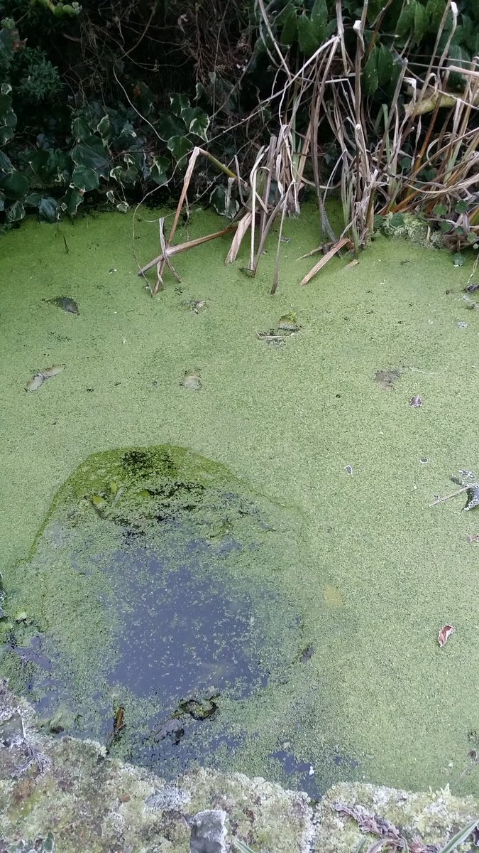 DivinelyAware's tweet photo. Misty morning. Attempting to thaw a part of the pond. Looking like the ice is thicker than 5cms #ColdStarts #TrueWinter https://t.co/FnPK03OVCF