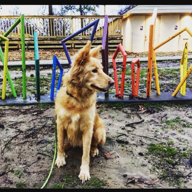 oohyesitsjassy's tweet photo. Dogs for Equality. ๐ณ๏ธโ๐๐ถ#ilovemytwomoms #dogsforequality #dogsoftwitter https://t.co/2g407Jr6Qt